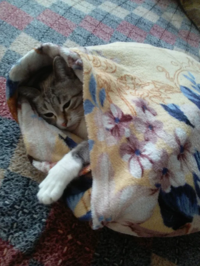 Semyon Semyonich... - Indifference, Longpost, cat