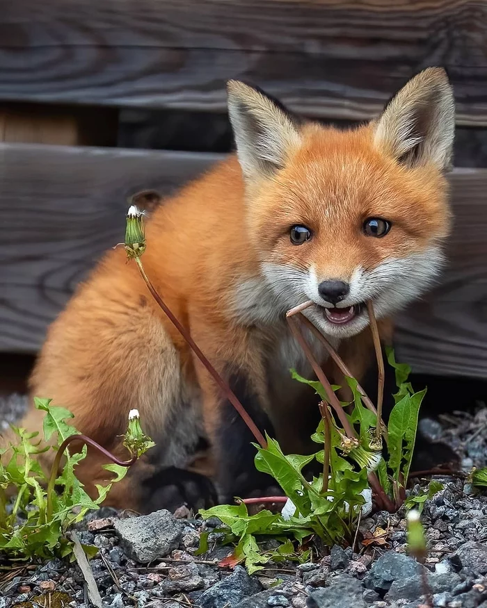 Dandelions - The photo, Animals, Fox, Young, Ossi Saarinen, Fox cubs