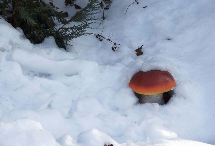 Yesterday in one Siberian town mushrooms suddenly appeared. I managed to gather a little and fry it. Even though you can’t go into the forest - Mushrooms, Siberia, Forest, Longpost