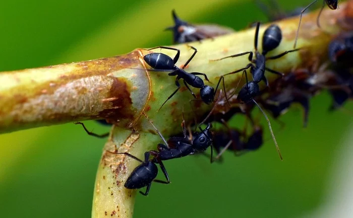 About how ants rule the world - My, Ants, Ant farm, Formicaria, Myrmikiper