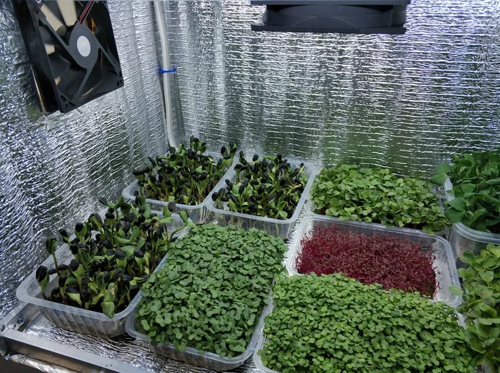 Выращивание микрозелени в домашних условиях Growbox, Своими руками, Видео, Длиннопост, Зелень, Огород на подоконнике