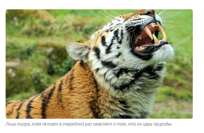 Bengal tiger: Alpha predator in action! - Tiger, Animal book, Yandex Zen, Longpost, Cat family, Big cats, Hunting, Animals