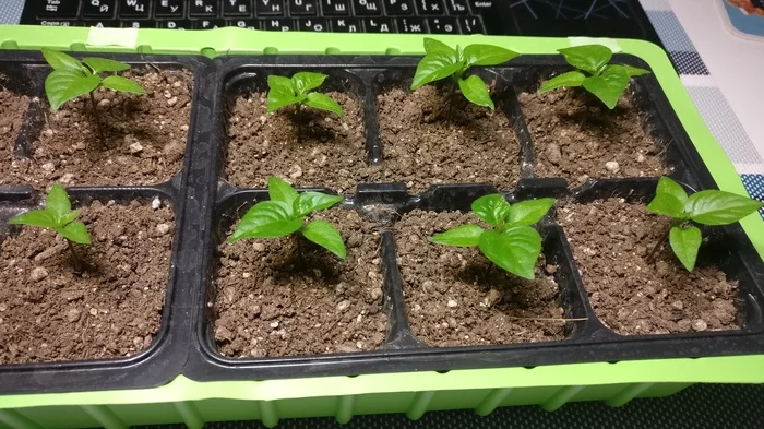 Interim report on peppers 2020 - My, Pepper farming, Growing, Hot peppers, Mat, Trinidad Scorpion, Jalapeno, Video, Longpost