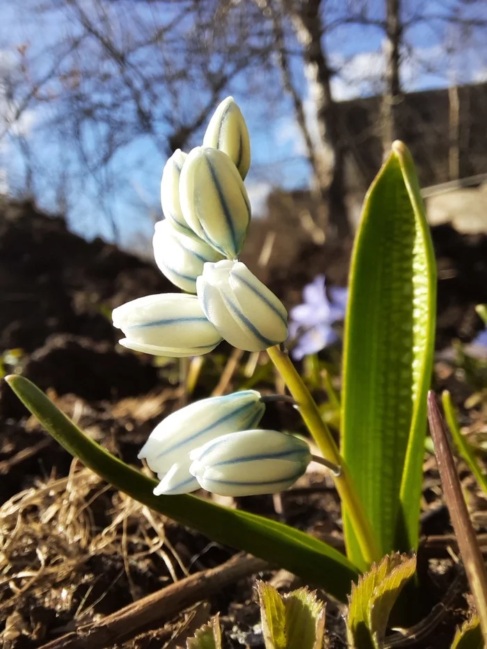 Spring poultry - My, poultry farmer, Snowdrops flowers, Flowers, Mobile photography, The photo, Beginning photographer