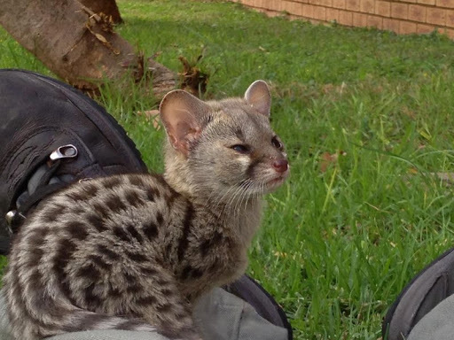 Marten? Cat? No, genetta! - My, Civet, Genets, Wyvernaceae, Longpost, Animals