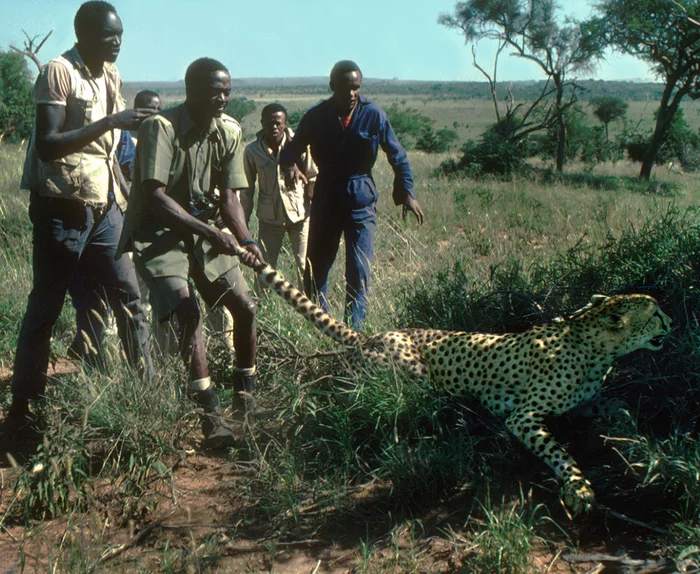 A group of people catch a cheetah in Tanzania, 1973 - Old photo, Cheetah, Steel eggs, Catching, Tanzania, Tail