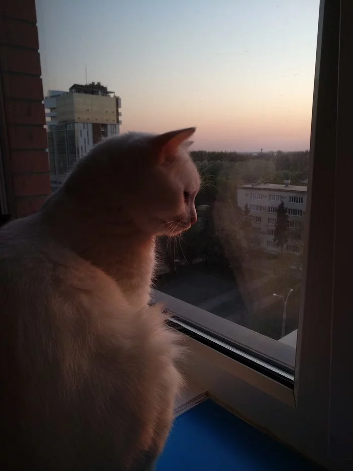 No politics. No virus. Just a cat. White - My, cat, Sunset, Evening