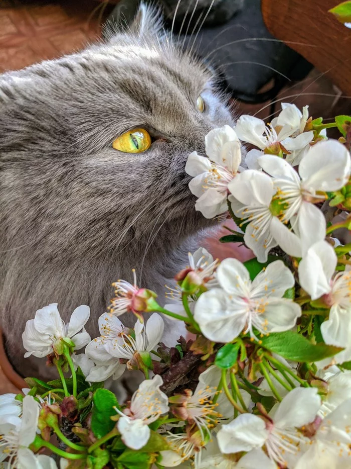 Spring came - My, cat, Spring, Catomafia