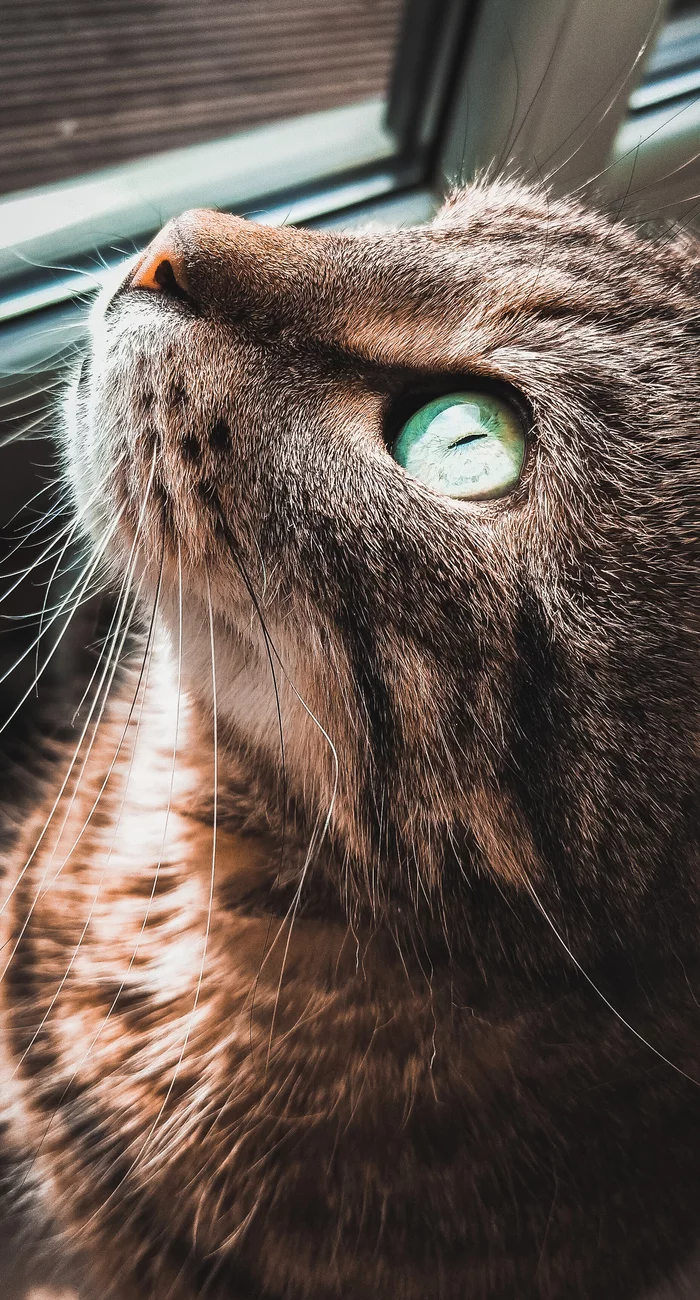 Concentration and success... - My, cat, Catomafia, Sight, Eyes, Nose, Muzzle, Macro photography, Усы