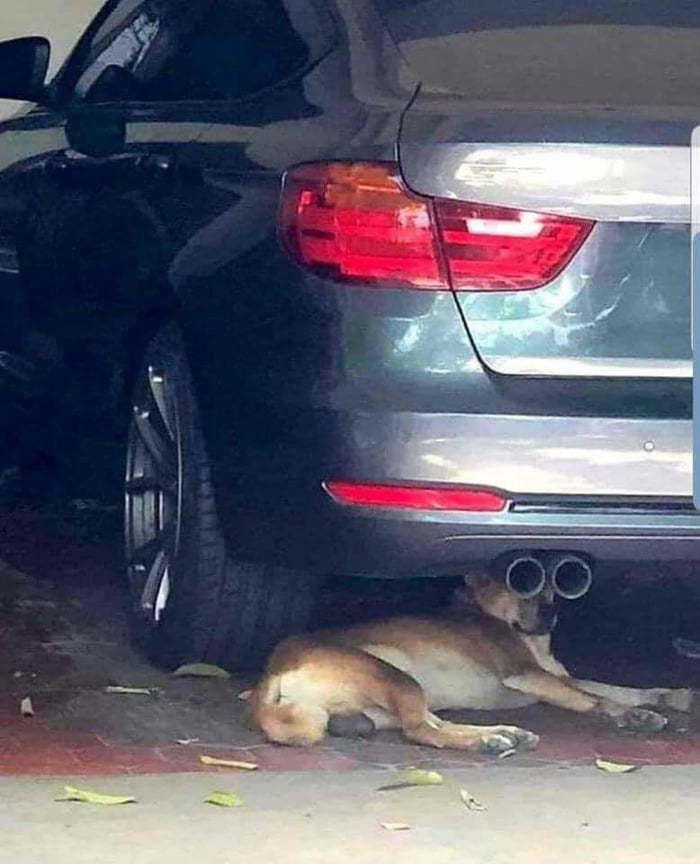 Working undercover - Dog, Auto, Exhaust pipe