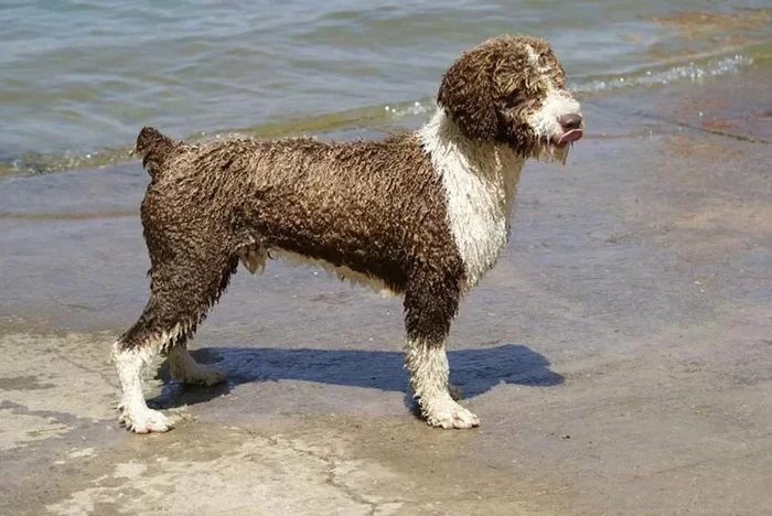 Spanish Water Dog Italian Water Dog French Water Dog - Lagotto Romagnolo, Dog, Care and maintenance, Longpost