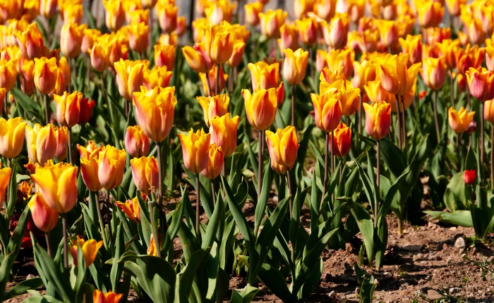 Another parade of tulips in the Nikitsky Botanical Garden - My, Yalta, Nature, Flowers, Tulips, The photo, Tulip Festival, Longpost