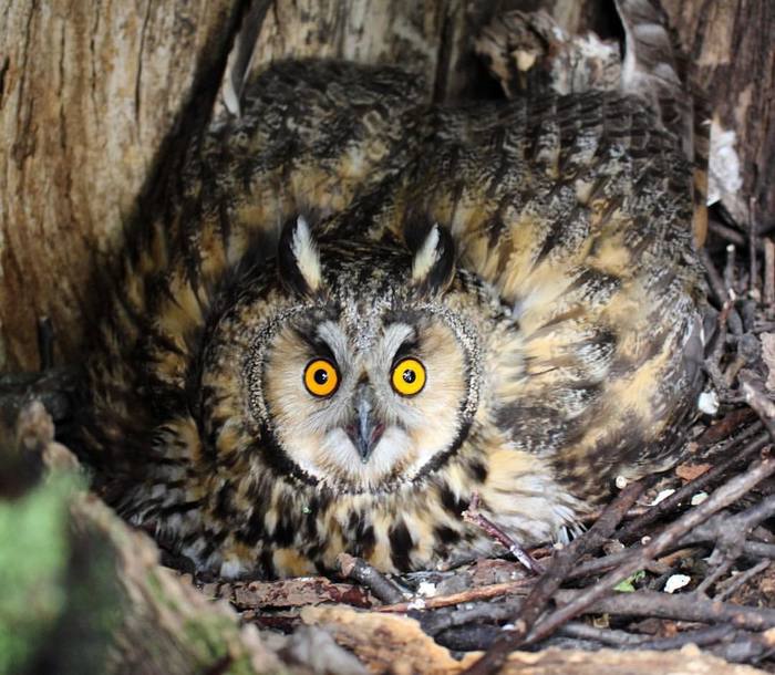 Female owl protects chicks - My, Biology, Ornithology, Owl