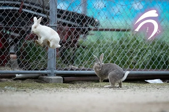 It's time to fly away - Rabbit, The photo, Okunoshima, Takayuki Nakamura, Animals, Funny