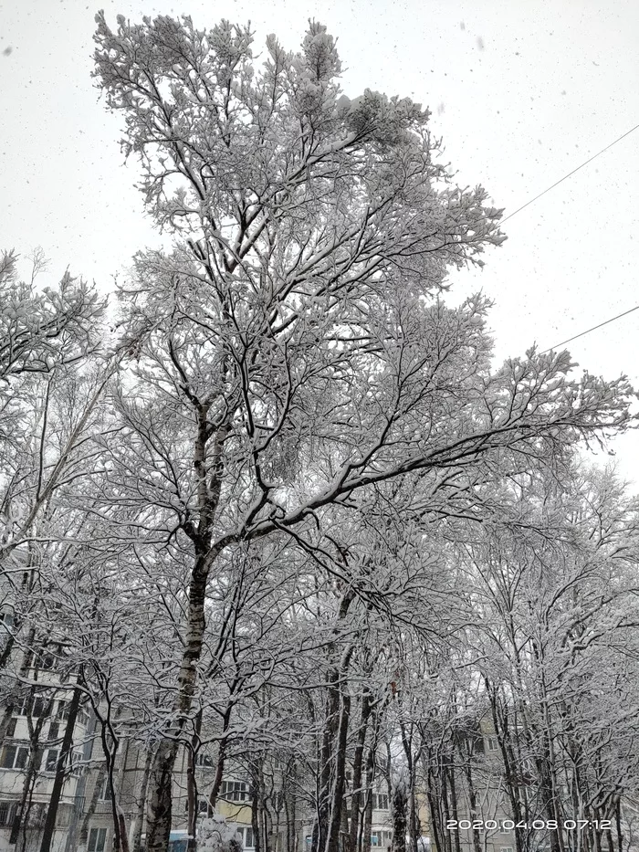 April - the trees have blossomed - My, Spring, Winter, Nature