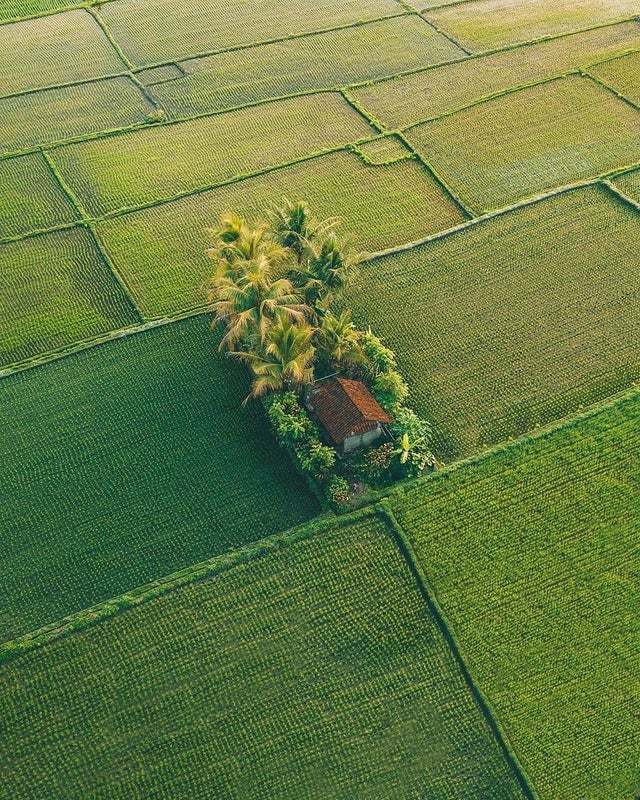 Future plans - House, Rice fields, Farmer, Somewhere, Southeast Asia, View from above