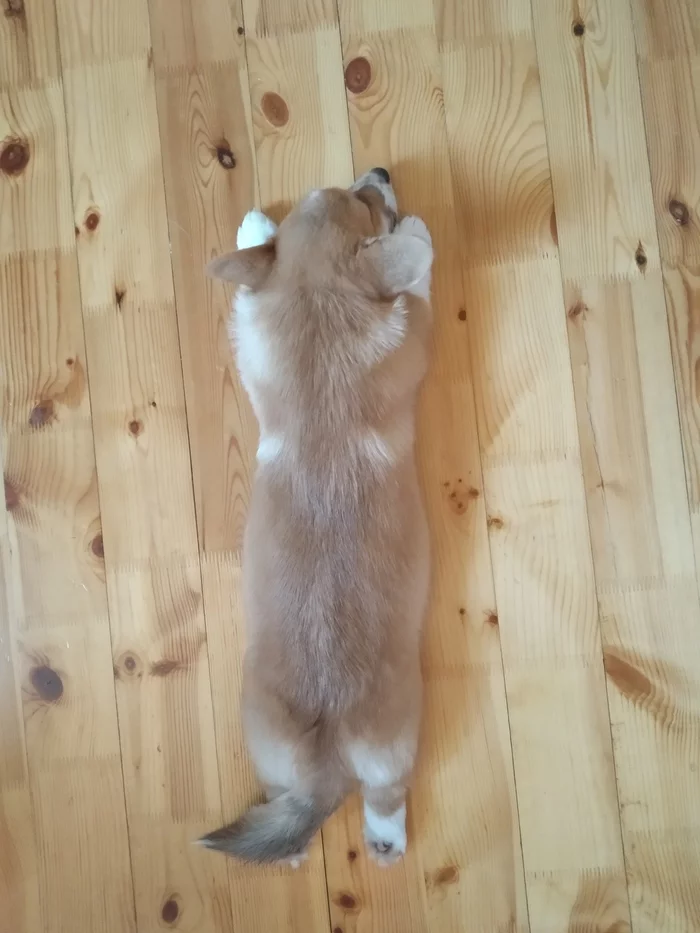 Carrot/Carrot - My, Corgi, Tomsk, Longpost, Dog