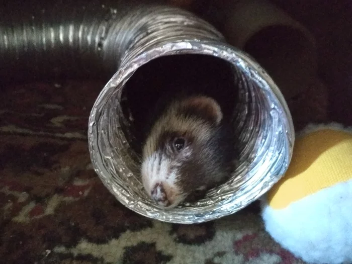 What do you know about self-isolation... - My, Self-isolation, Ferret, Animals