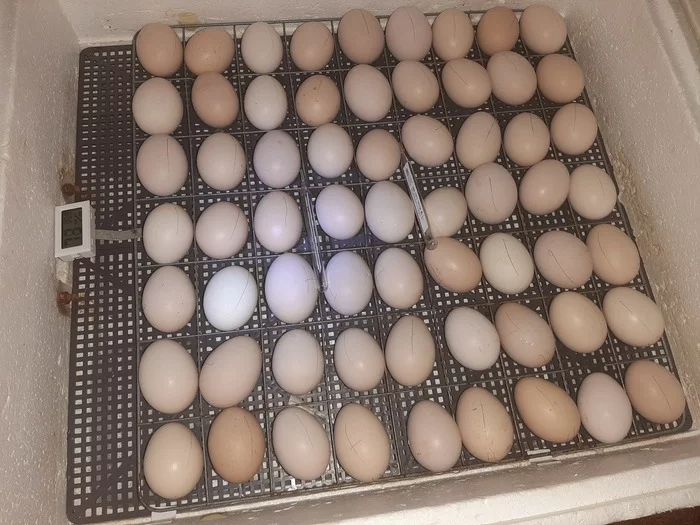 Incubation. Day 5-6 of 21. Chicken egg. Strange egg - My, Eggs, Incubation, Longpost, Video, Сельское хозяйство