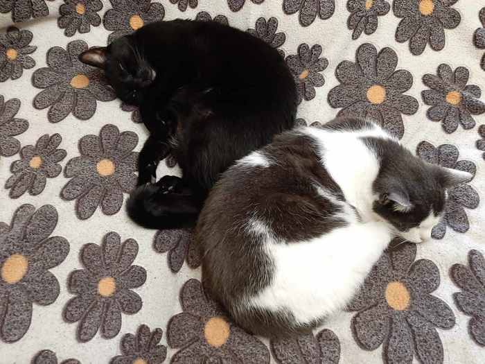 Воскресные кесулькены