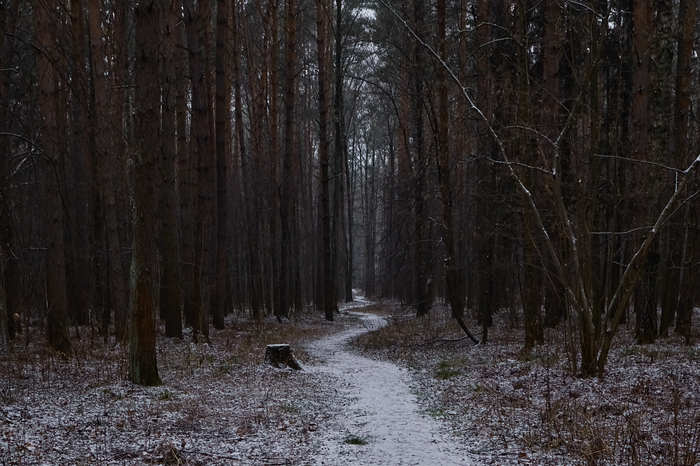 Forest path - My, Forest, The photo, Capture One, Nature, The nature of Russia