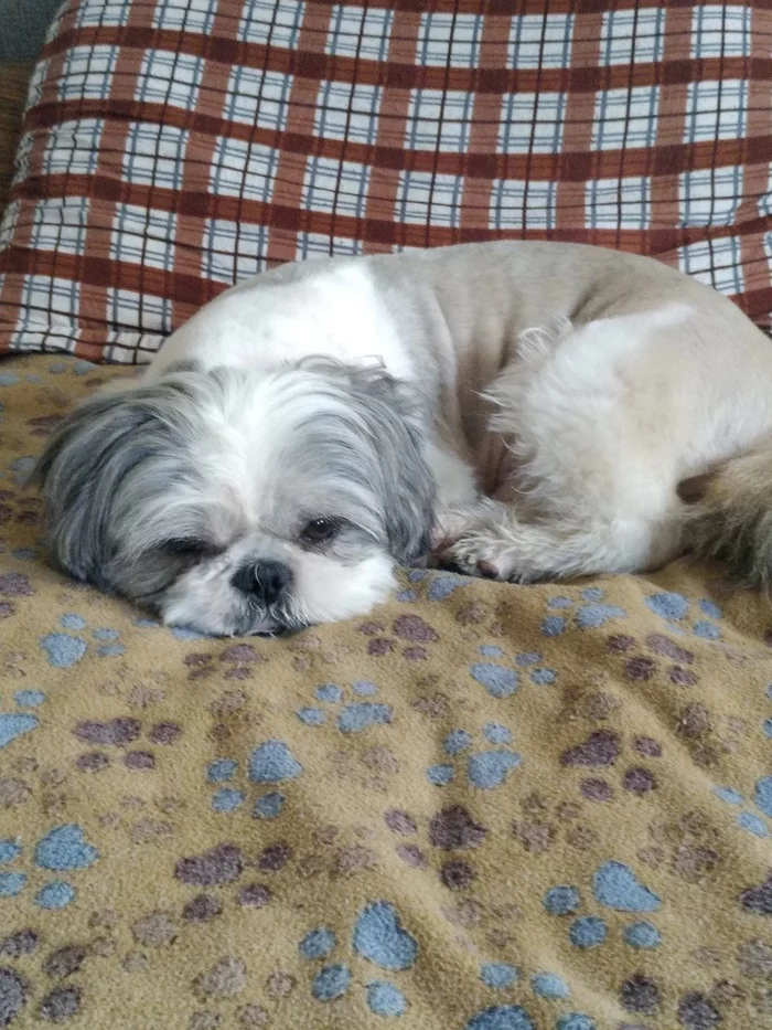 Good boy is sad - My, Shih Tzu, Pets, Dog