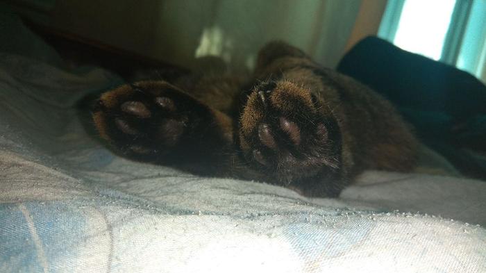 Что значит просыпаться с котом