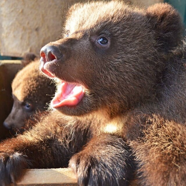 Three orphaned bear cubs were brought from Tyumen to the Chelyabinsk shelter - Russian Bear, Animal shelter