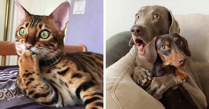 Dog and cat - which animal is smarter? The dispute is finally settled - My, cat, Dog, Dispute, The science, Interesting, Informative