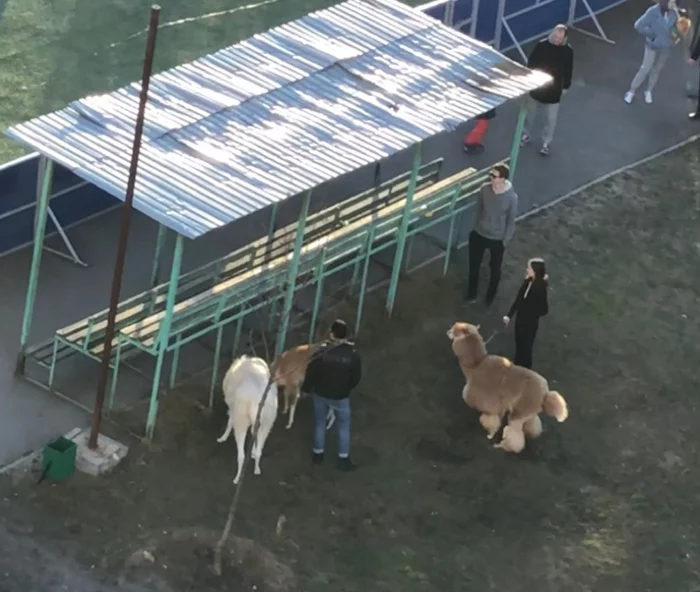 100m from the house, as expected - My, Llama, Alpaca, Moscow, Video