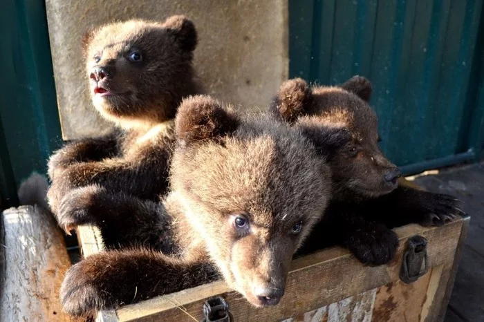 Three orphaned bear cubs were brought from Yugra to a Chelyabinsk shelter - The Bears, Chelyabinsk, Animal Rescue, Video