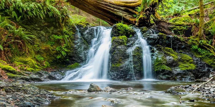 Игра "найди кота" Природа, Фотография, Игры, Photoshop, Кот, Лес, Длиннопост