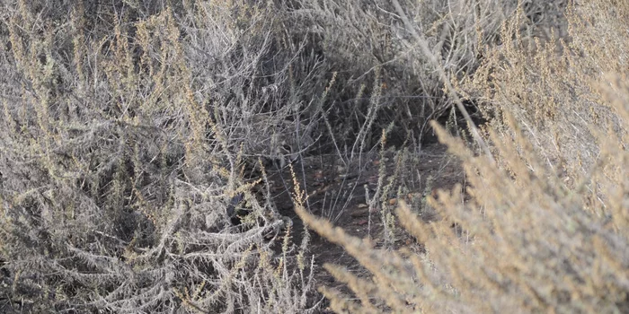 Игра "найди кота" Природа, Фотография, Игры, Photoshop, Кот, Лес, Длиннопост