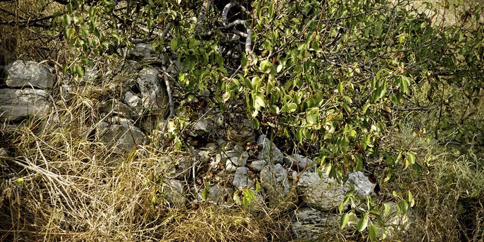 Игра "найди кота" Природа, Фотография, Игры, Photoshop, Кот, Лес, Длиннопост