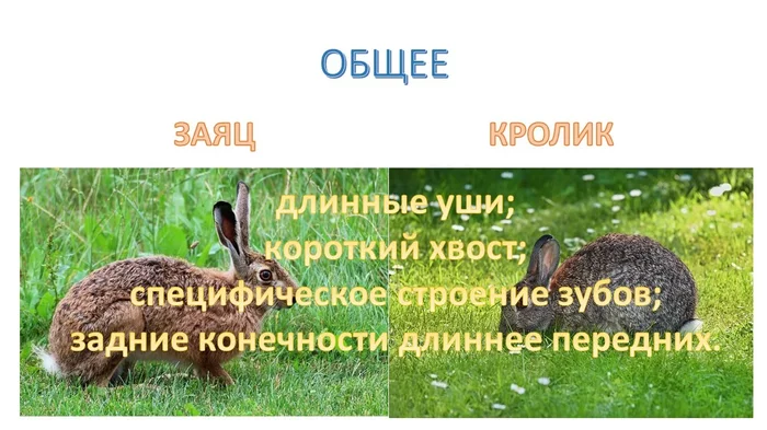 Кролики - это не прирученные зайцы! - Моё, Кролик, Заяц, Пасхальный заяц, Домашний кролик, Длиннопост, Видео