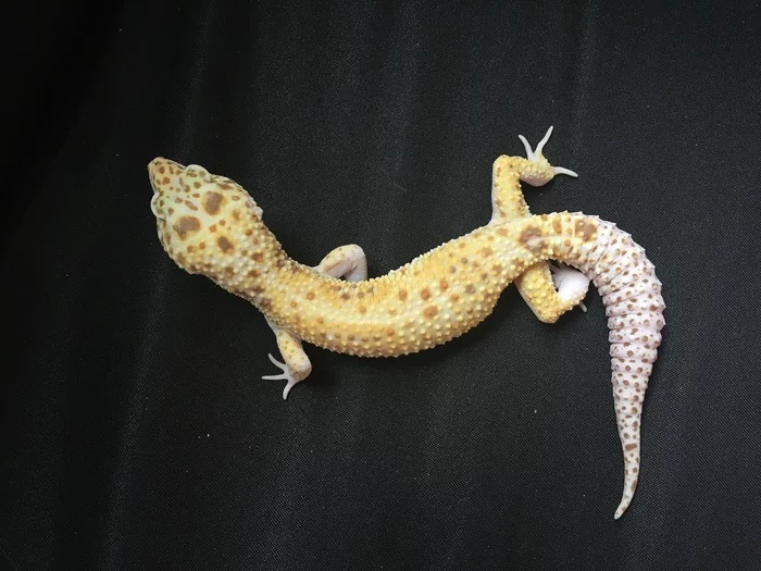 Keeping leopard geckos - My, Eublefar, Leopard gecko, Lizard, Reptiles at home, Care and maintenance, Longpost