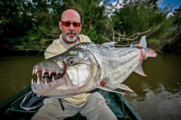 goliath tiger fish eating crocodile