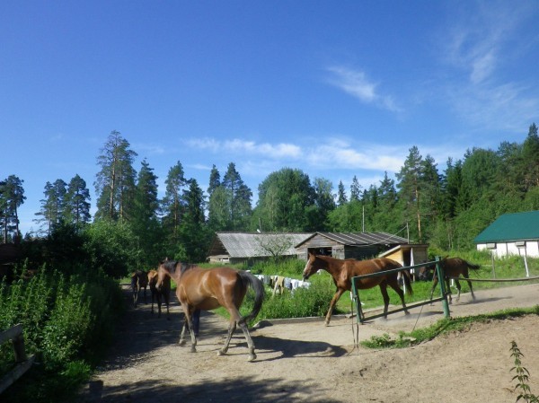 The story of my love for horses and vacation on a horse farm - My, Equestrian Club, Horseback riding, Real life story, Long, Longpost