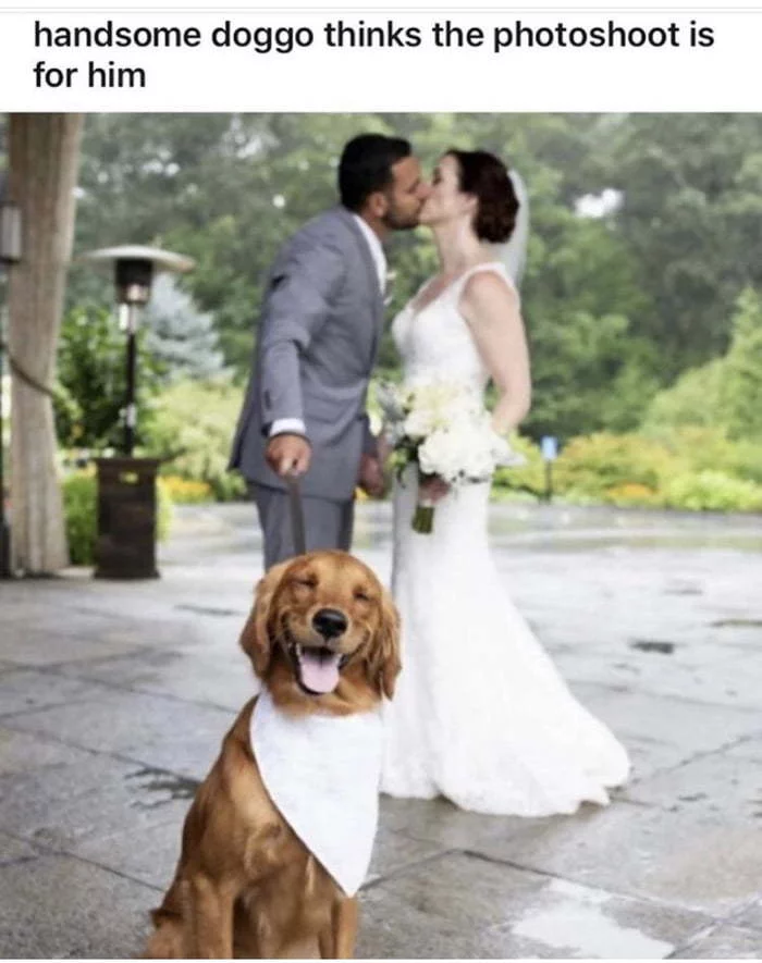 Cute dog thinks the photo shoot is for him - Dog, Wedding, The photo, Photogenic, Picture with text