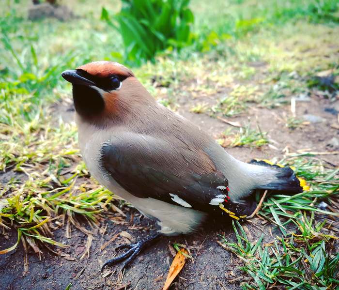 Waxwing. Just a waxwing - My, Waxwing, Little Bird, Longpost, Birds