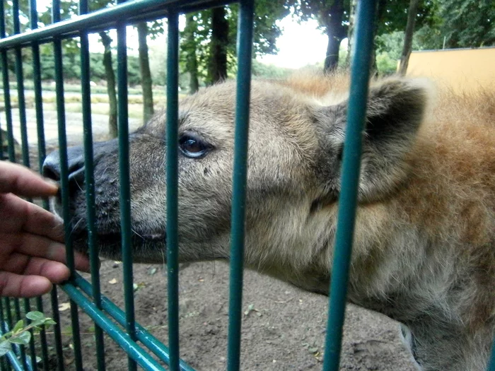 I really wanted to touch - Hyena, Spotted Hyena, Person, Hand, Zoo