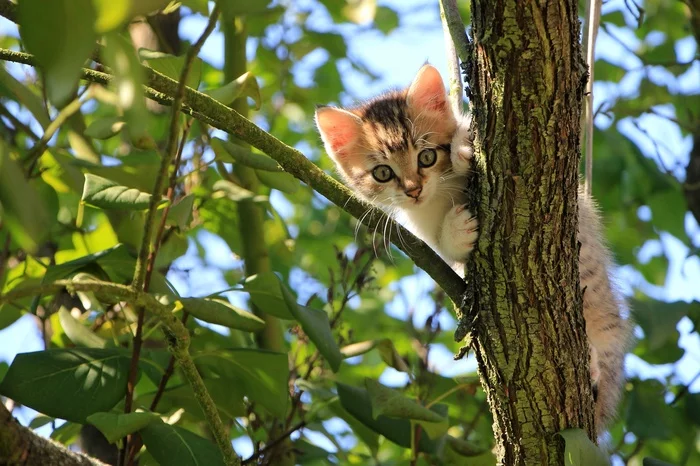 Hello - cat, Tree, Kittens, Milota