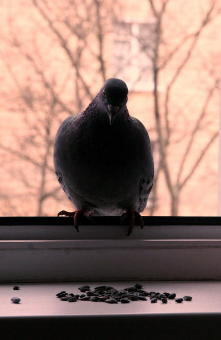 Ну май мы даже с мясом протянем...