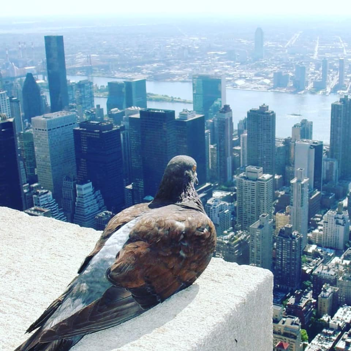 С этим карантином даже нагадить не на кого...