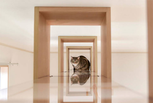 Unusual residential building in Japan designed for single residents with cats - cat, Apartment, Japan, Longpost