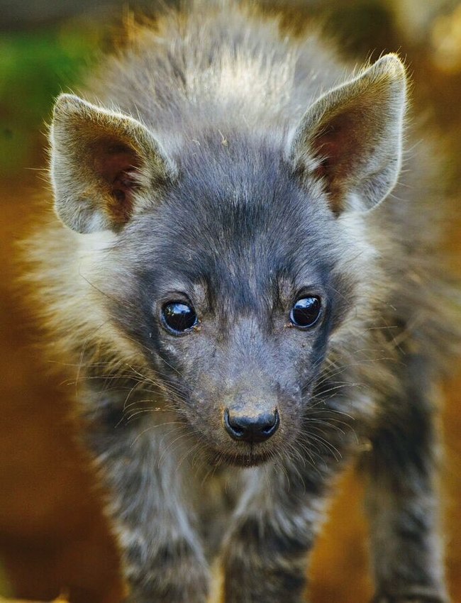 Three little hyenas: cuteness competition - Hyena, Spotted Hyena, Brown hyena, Striped hyena, Young, Milota, Longpost