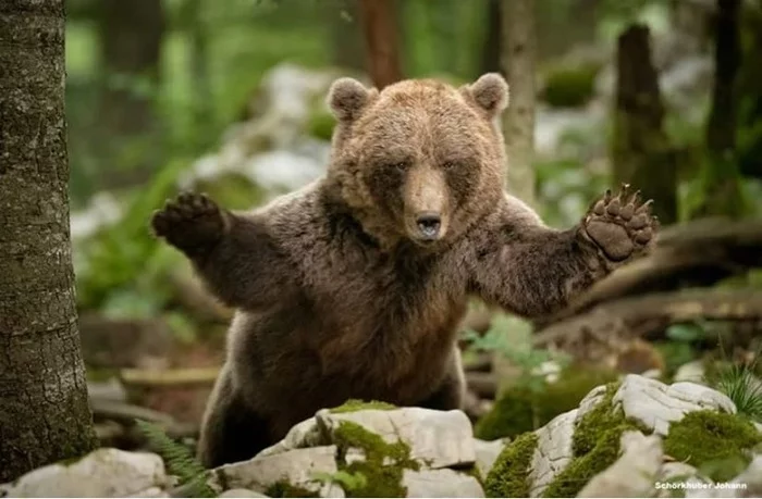 Flying bear - The Bears, The photo