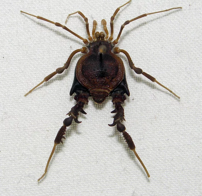 Что это за штука - 86 Перевел сам, Reddit, WhatIsThisThing, Видео, Длиннопост