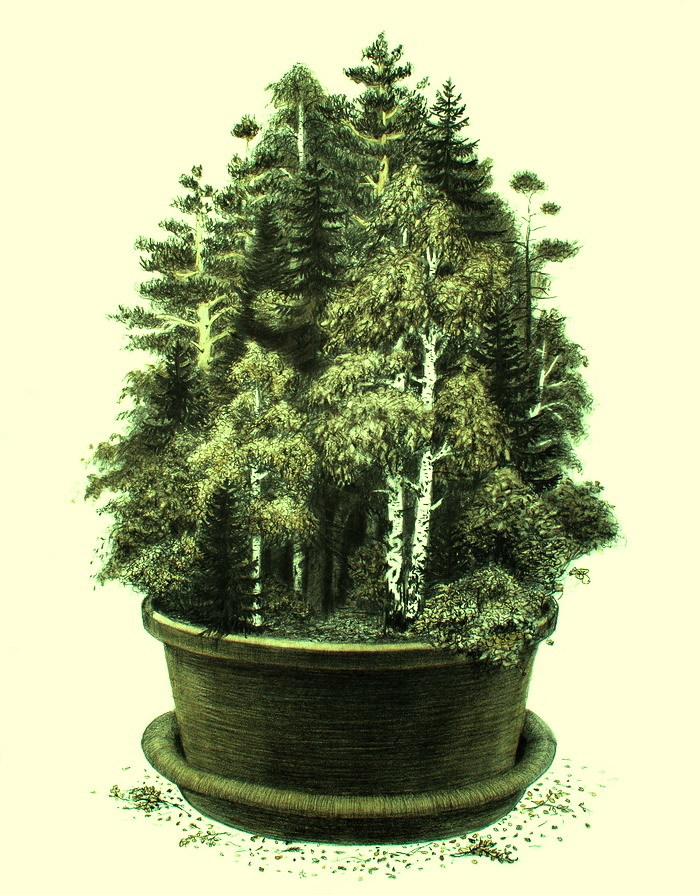 Coniferous greens-2020. Early spring - My, Spring, Conifers, Seedling, Cedar, Pine, Subjectivity, Longpost