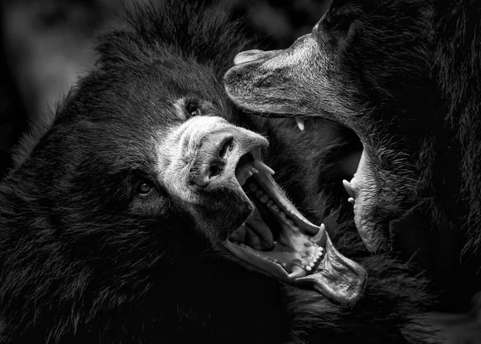 Do not shout at me! - Bear, Разборки, Wild animals, The Bears